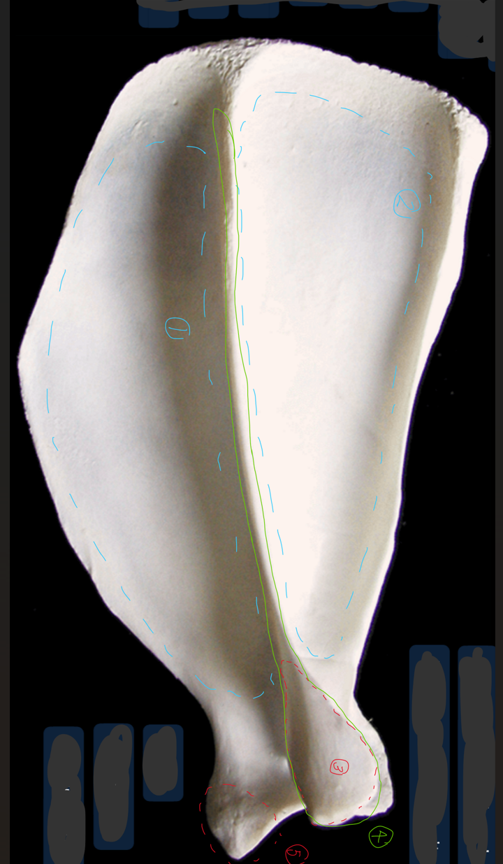 <p>label the lateral side of the scapula (dorsal edge on top, ventral on bottom, cranial edge on left, caudal on right)</p>