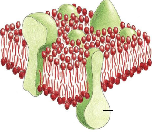 <p>What are the green blobs in this image?</p>