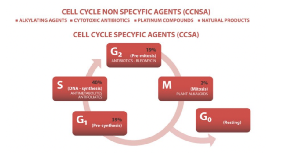 <p>Cytostatika är cytotoxiska läkemedel med ingen eller begränsad selektivitet. Tumörceller med hög celldelning är mer känsliga för behandling med cytostatika → den attackerar <strong>delande celler</strong>.</p><p>Det kan uppstå resistensproblematik vid behandling av maligniteter vilket leder till återfall med mer aggresiva tumörceller.</p><p>Cytostatika i sig är cancerogent och kan ge upphov till exempelvis MDS (15%).</p><p>Cytostatika kan attacker olika saker:</p><p>→ <strong>Cellcykelspesifika </strong>(CCNSA)</p><p>→<strong> Icke cellcykelspecifika</strong> (CCSA)</p>