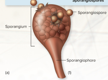 <p><span>formed by successive cleavages</span><br><span>within a saclike head called a sporangium, which is attached to a stalk, the sporangiophore</span></p>