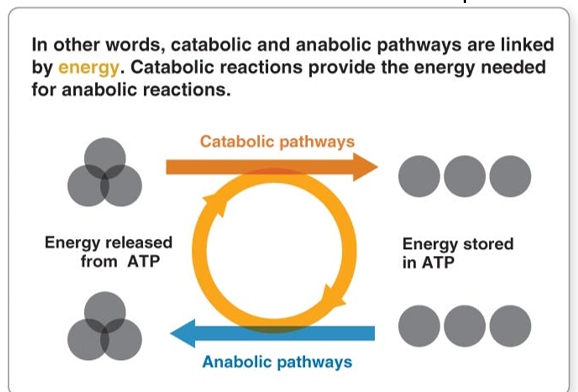 <p>Is the <strong><mark data-color="#c5f7f9" style="background-color: #c5f7f9; color: inherit">energy carrier molecule within cell</mark></strong></p><p><em>Adenosine Triphosphate</em></p><p>energy is transferred from <strong>one component to another</strong> within the system</p><ul><li><p>Energy currency</p></li><li><p>transferring energy</p></li><li><p>to and from reactions</p><p></p><p>** Anabolic and Catabolic reactions are “<strong>Coupled/Linked”</strong> by <strong>energy </strong></p><p></p></li></ul><p></p>