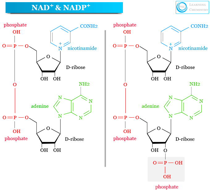 <p>NADP+ has an additional phosphate group esterified to a ribose hydroxyl group; NAD+ does not.</p>