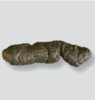 <p>What fecal score is this?</p>