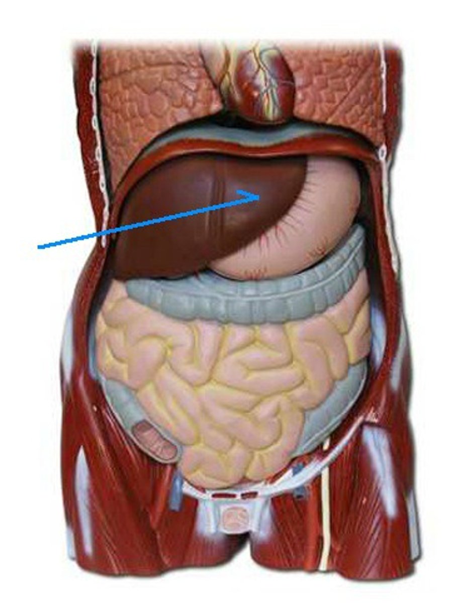 <p>What is this body feature?</p>