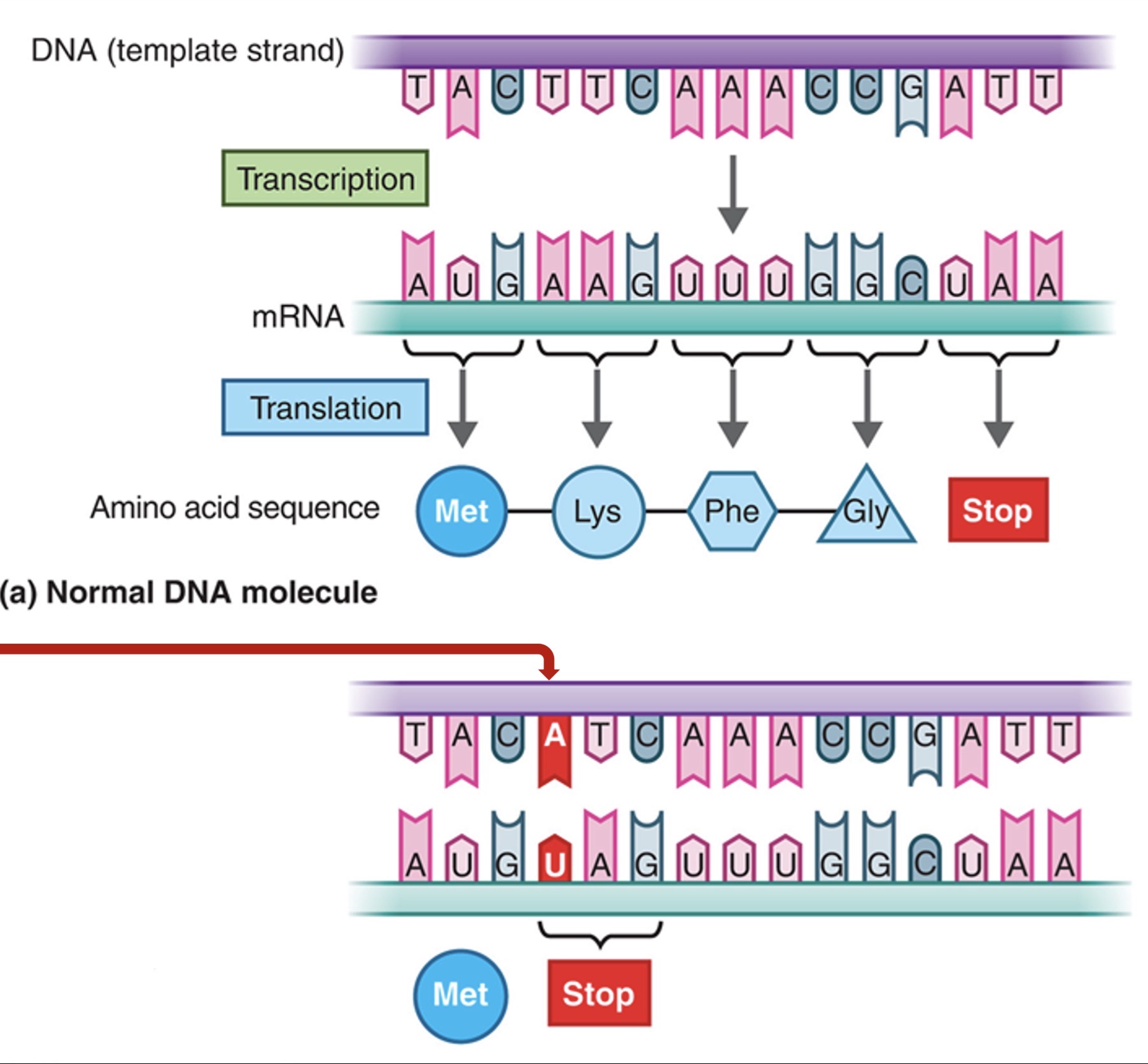 <p>What mutation is this?</p>