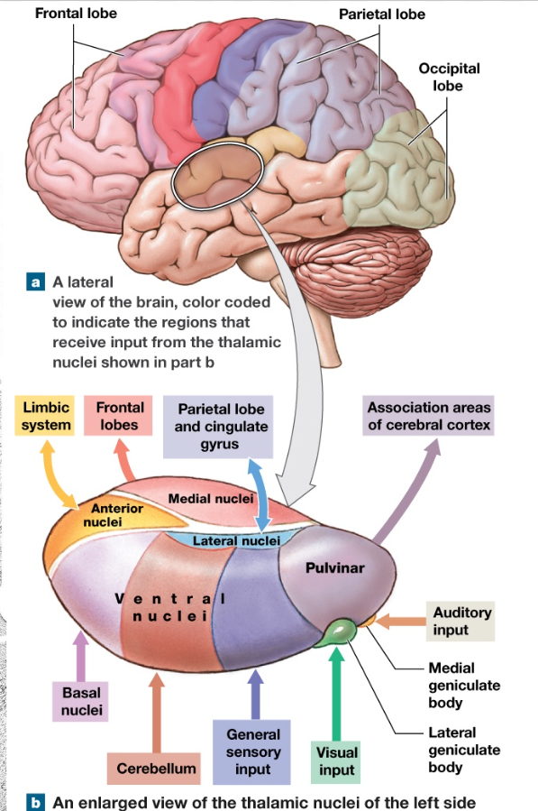 <ul><li><p>major part of diencephalon </p></li><li><p>central relay****</p></li><li><p>made of many nuclei </p></li></ul><p></p>