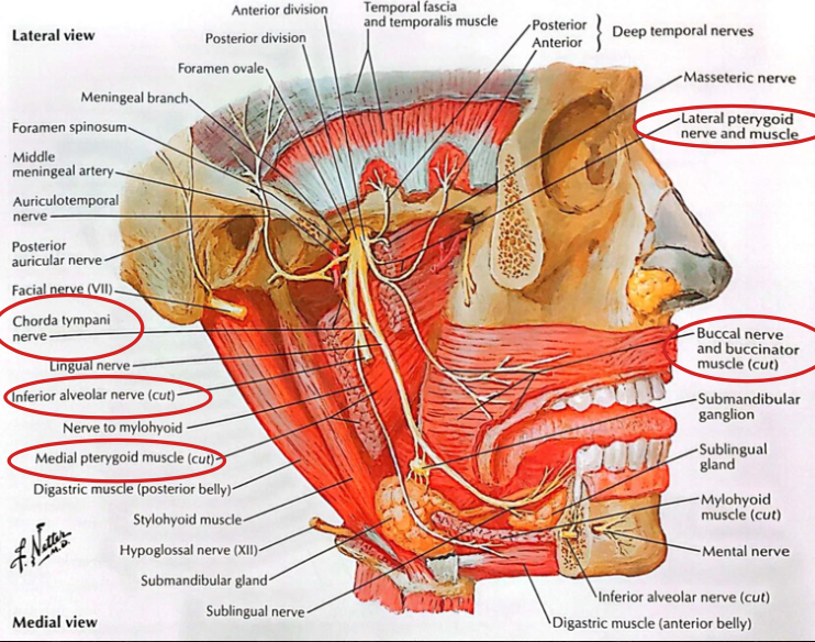 <p>Contents of infratemporal fossa</p>