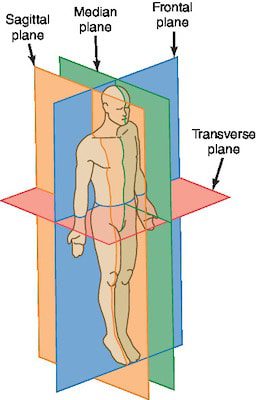 <p><span style="color: rgb(43, 49, 80)">Which of the following is the name of the imaginary vertical plane that equally divides the body into left and right?</span></p>