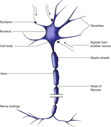 <p>Sensory neurons </p>