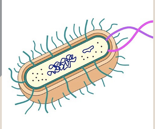 <p>Prokaryote</p>