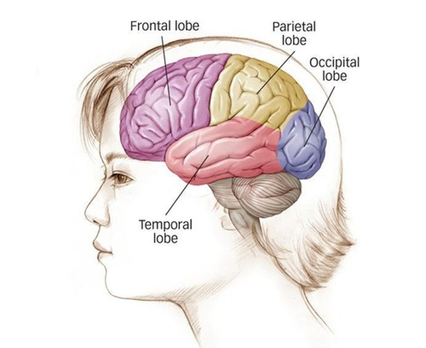 <p>Occipital, Parietal, Temporal, and Frontal lobes.</p>