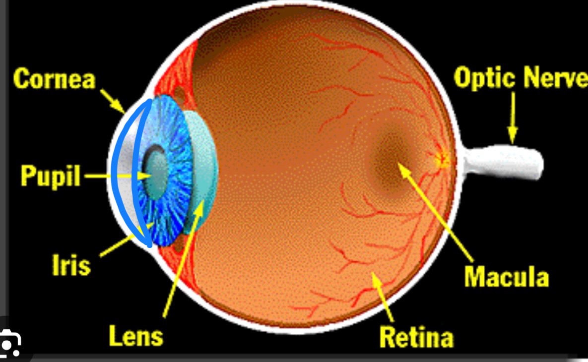 <p>What structure is this?</p>
