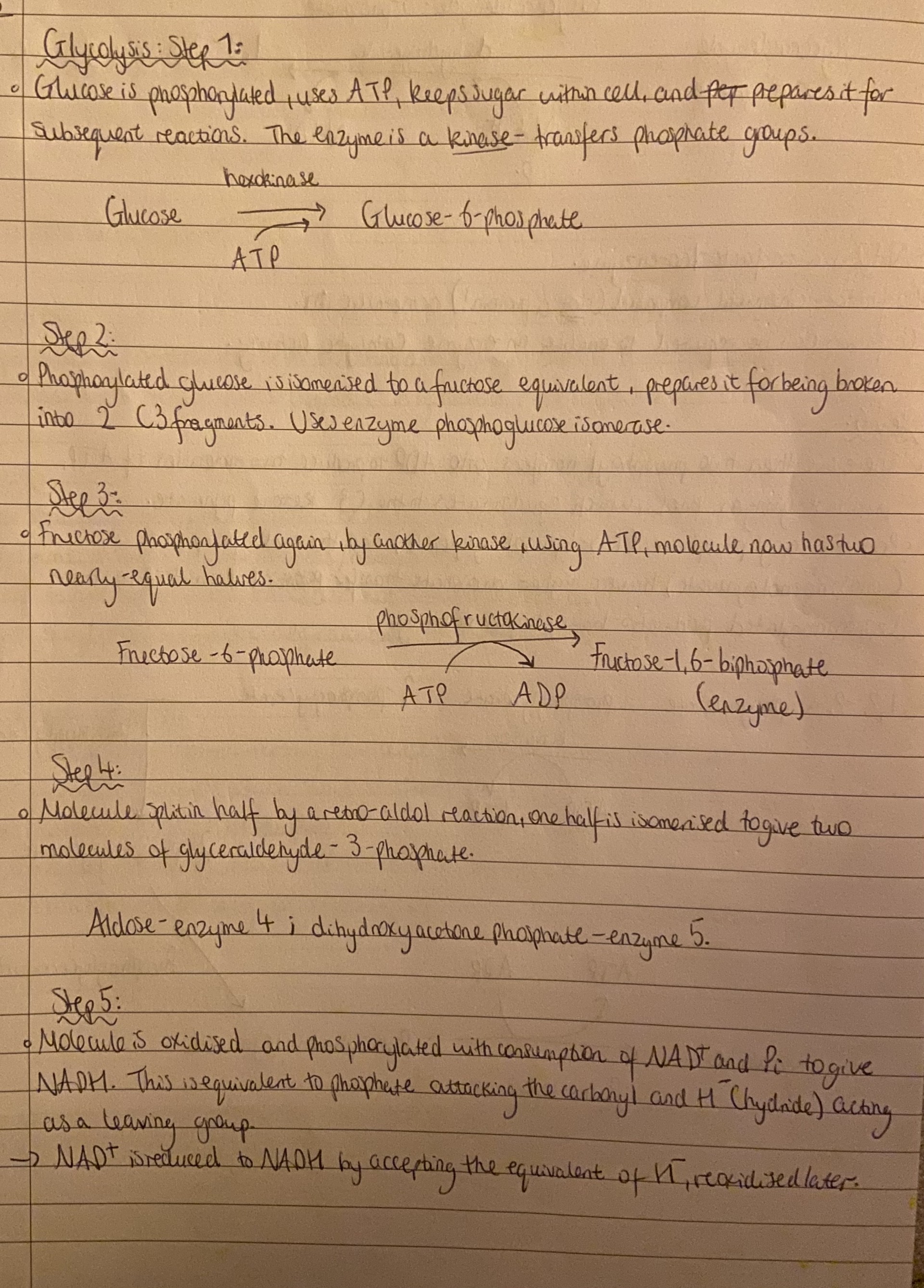 <p>Glycolysis </p>