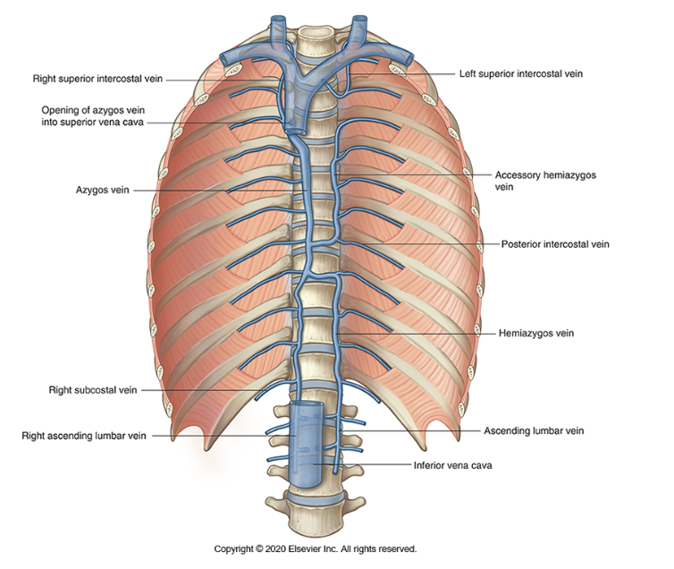 <p><span><span>A H-shaped configuration of the azygos, hemiazygos, and accessory hemiazygos veins</span></span></p><ul><li><p><span><span>This system drains the posterior thoracic wall.&nbsp;</span></span></p></li></ul><p></p>