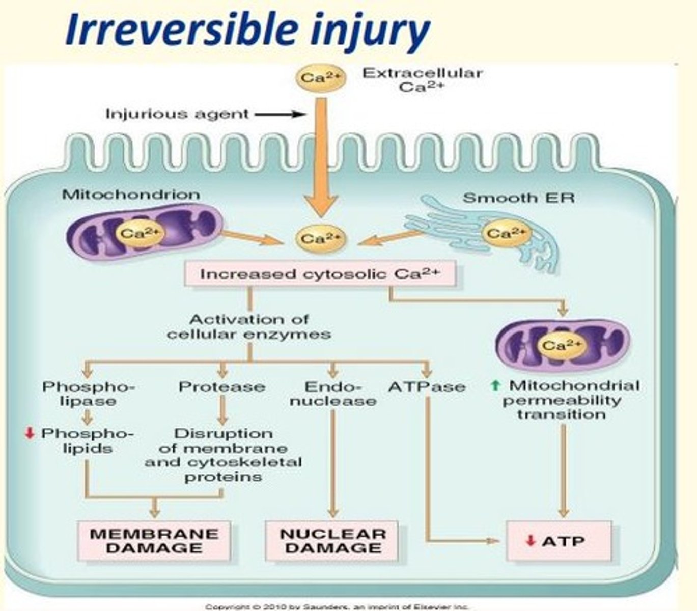 <p>Irreversible injury leads to calcium ion influx. This leads to increased cytosolic calcium concentration.</p><p>Activation of cellular enzymes</p><p>- Phospholipase & protease = membrane damage</p><p>- Endonuclease = nuclear damage</p><p>- ATPase = decreased ATP </p>