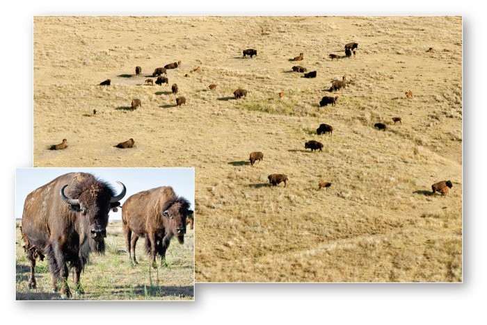 <p><span>The near annihilation of the American bison (</span><em>Bison bison</em><span>) has restricted its occurrence to a few protected remnants and preserves in this biome</span></p>