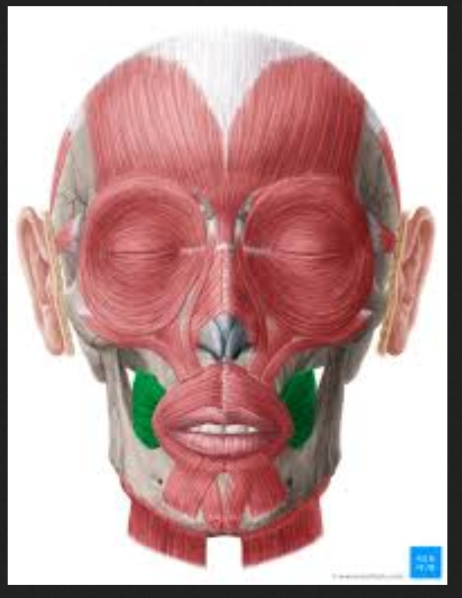 <p>Muscle of the face, head, and neck:</p><p>Buccinator</p>