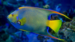 <p>bluegill shape, long spur on dorsal and anal fins</p>