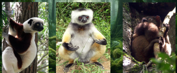 <p>Madagascar</p>