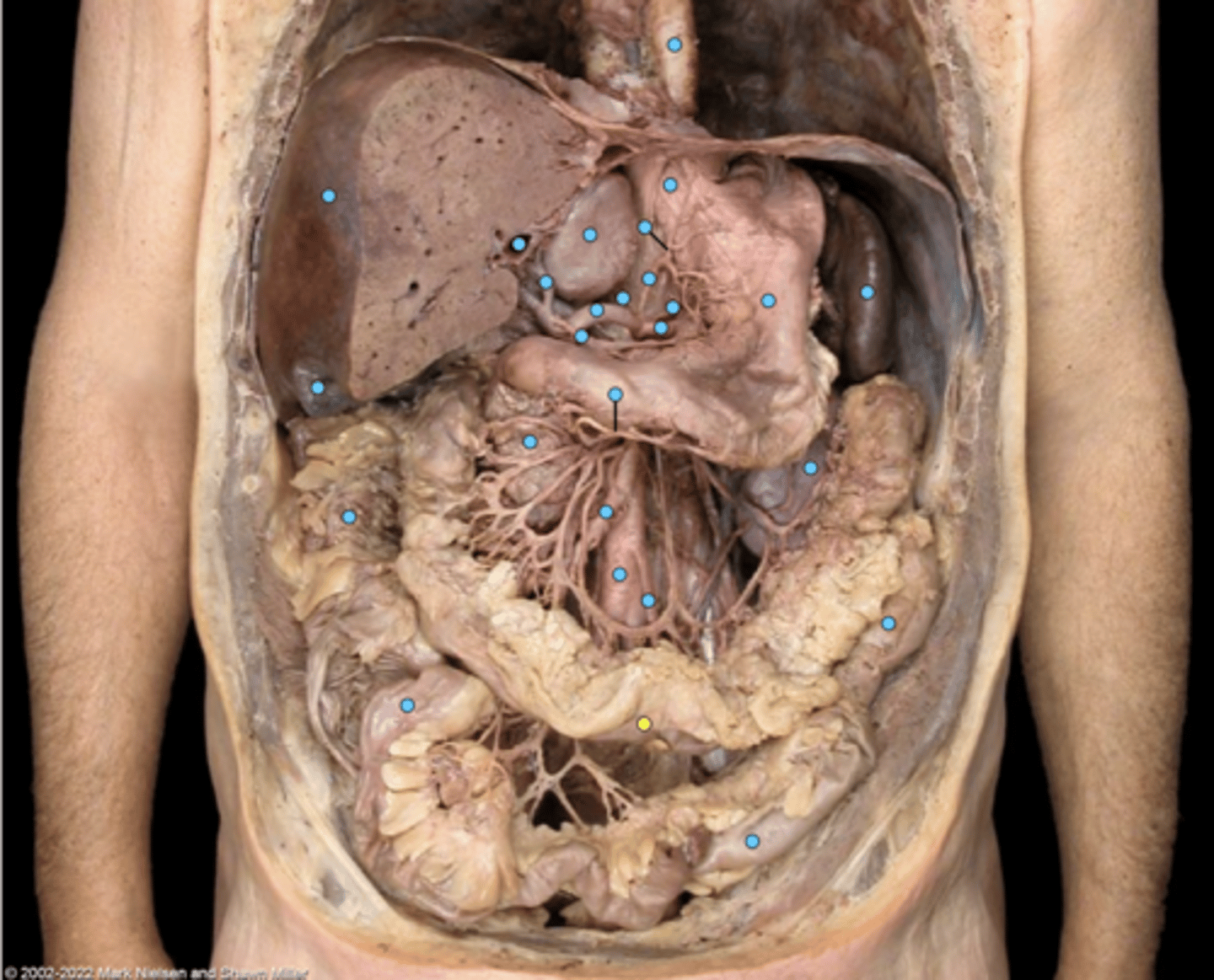 knowt flashcard image