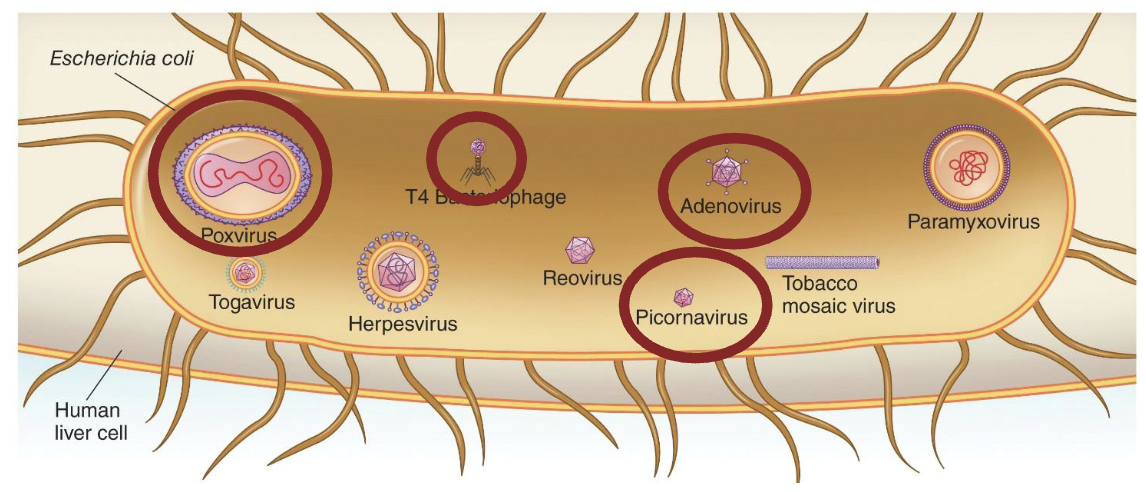 <p>Viruses are</p><ul><li><p><strong><em>Intracellular obligate parasites</em></strong></p></li><li><p>Typically between <strong><em>10</em></strong> and <strong><em>100</em></strong> nm</p></li><li><p>Genomes of <strong><em>DNA</em></strong> or <strong><em>RNA</em></strong> are typically between a <strong><em>few thousand</em></strong> to <strong><em>200,000</em></strong> nucleotides in length.</p></li><li><p>Smallest size: Picornavirus</p></li><li><p>Largest size: Poxvirus </p></li><li><p>Complex shape: T4 Bacteriophage, Adenovirus</p></li></ul><p></p>