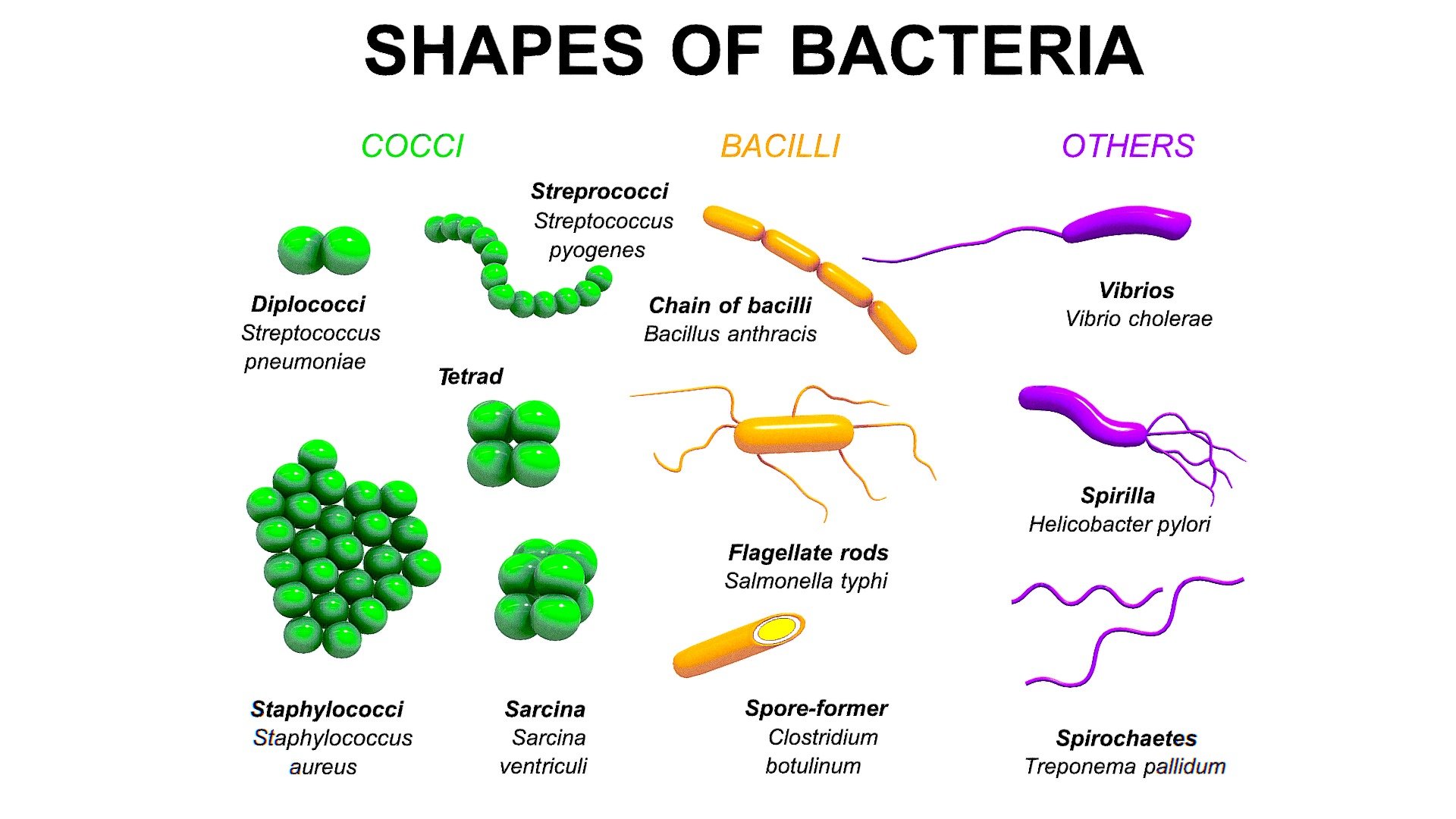 <p>Unicellular microorganisms that can have various shapes and may possess flagella for movement.</p>