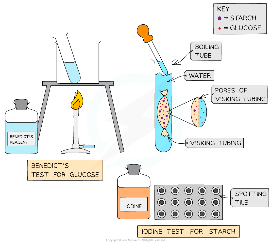 <p>Investigating diffusion with Visking tubing</p>
