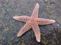 <p>Northern sea star</p>