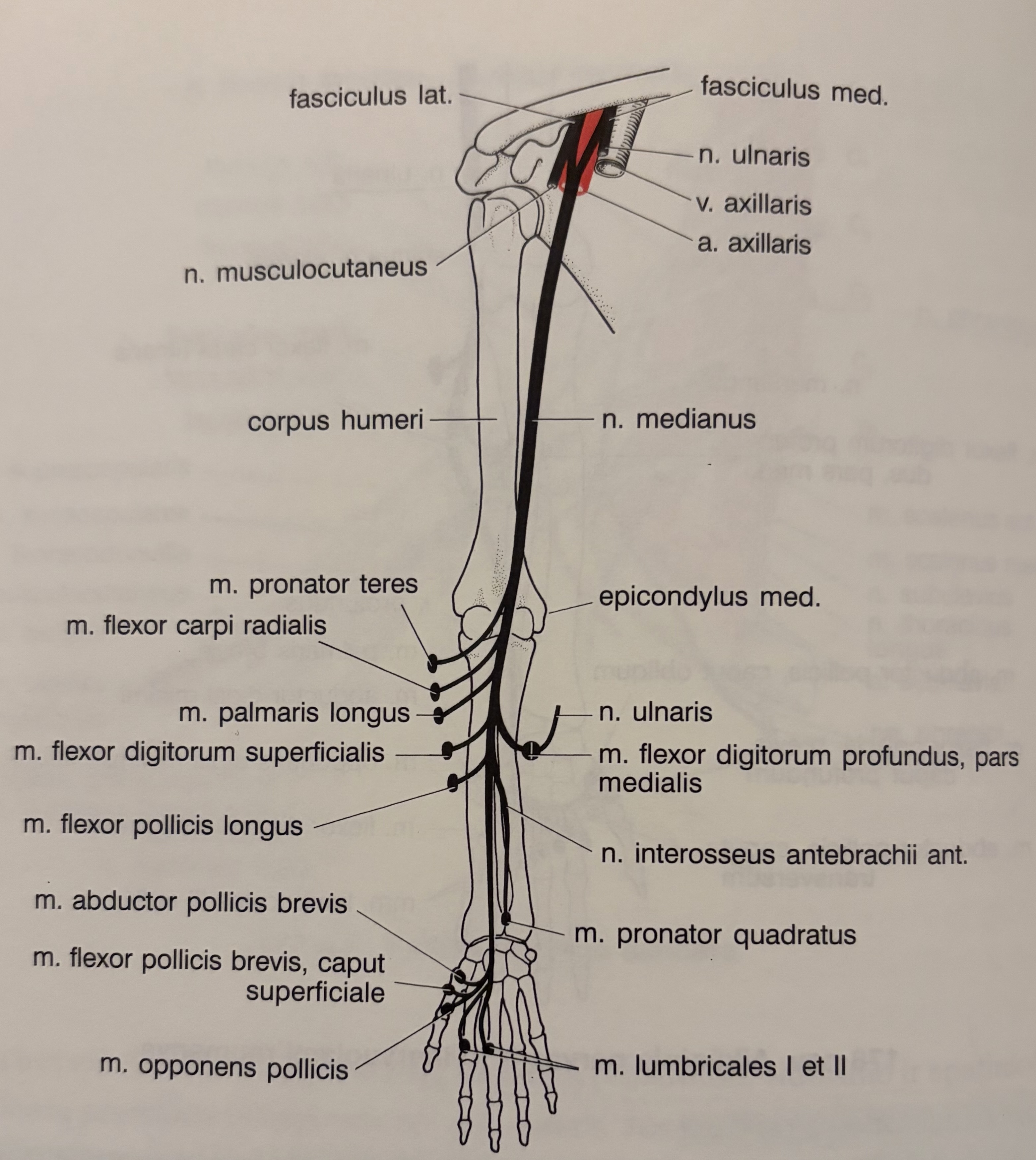 <p>Vidurinis nervas</p>
