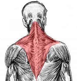 <p>Elevates, depresses, retracts, and rotates the scapula; rotates the arm</p>