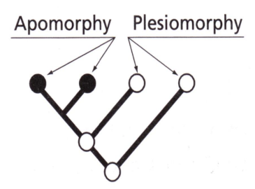 <p>a character state different than the ancestral state, or DERIVED STATE</p>