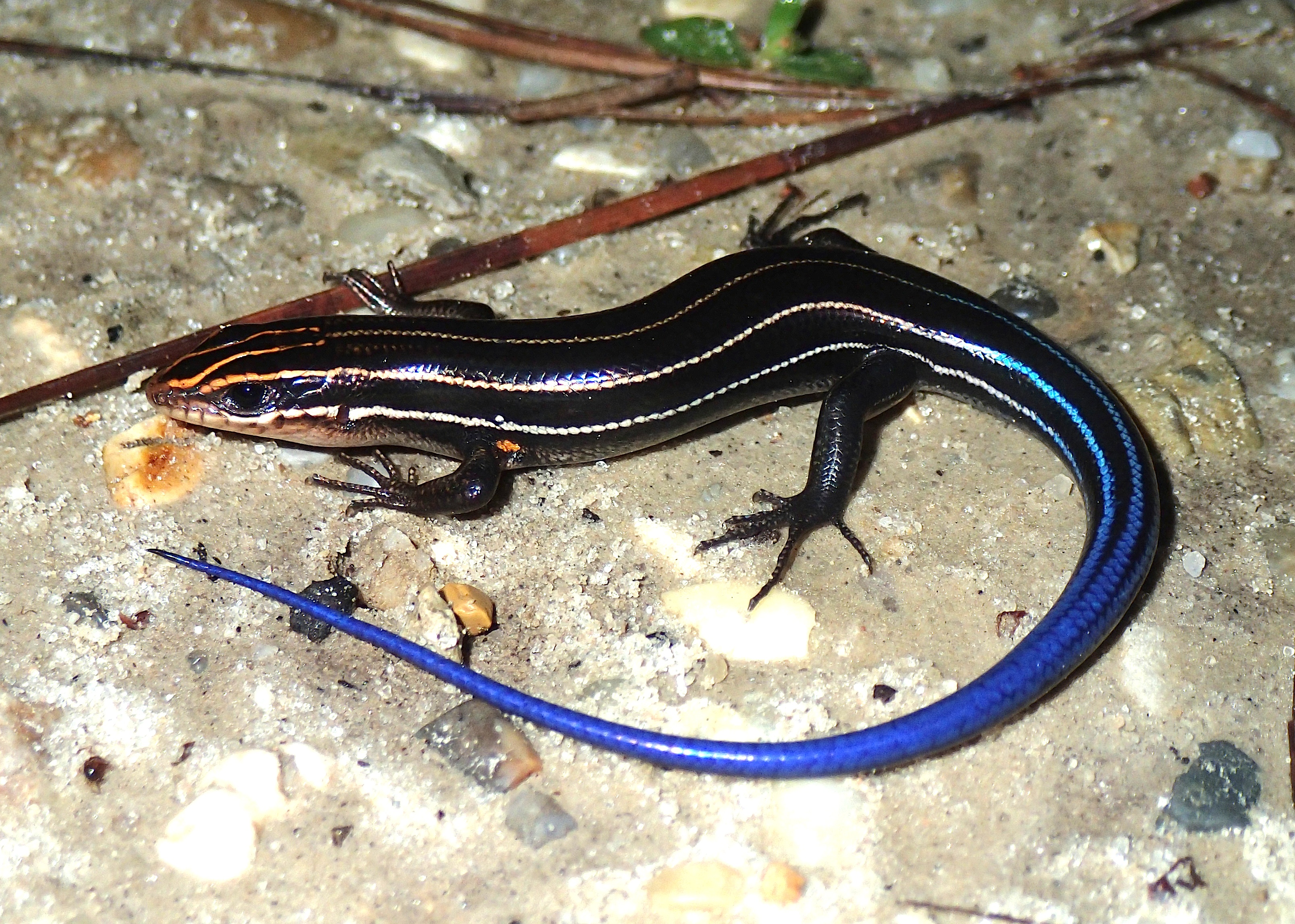 <p>all scales on underside of tail are the same size</p>