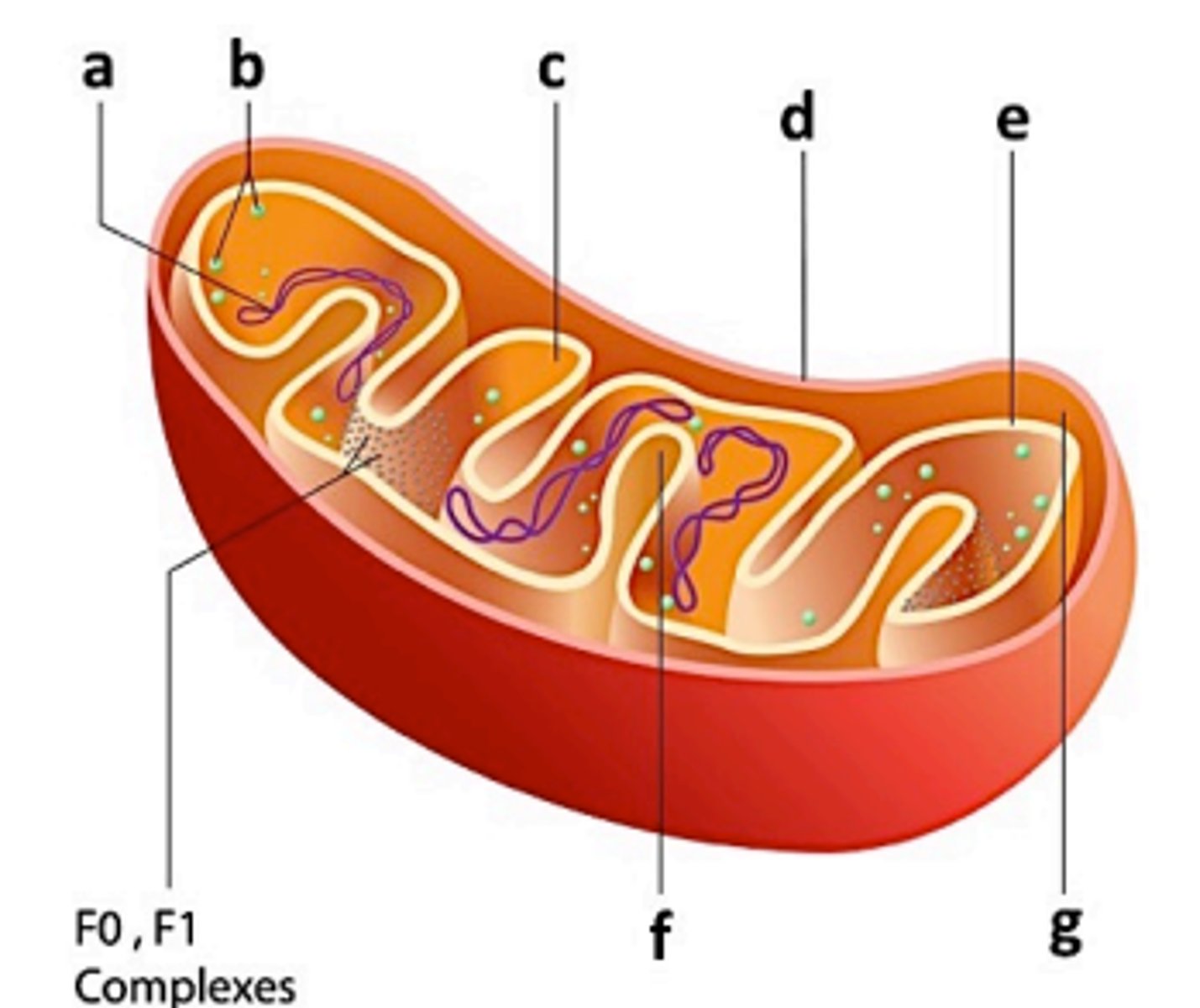 <p>a. DNA<br>b. ribosomes<br>c. matrix<br>d. outer membrane<br>e. inner membrane<br>f. cristae <br>g. inter-membrane space</p>