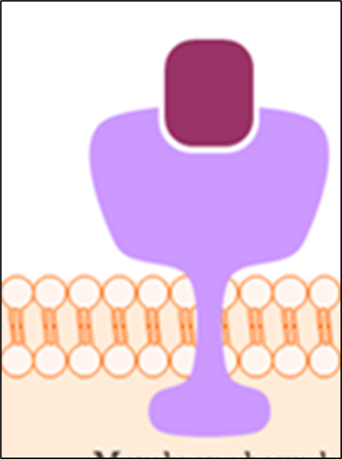 <p>On cytoplasm, binds to hydrophilic molecules</p>