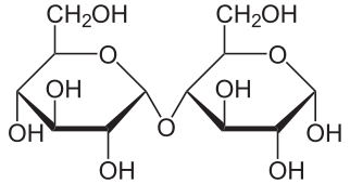 <p>contains alpha glycosidic bond with 2 glucose molecules</p>