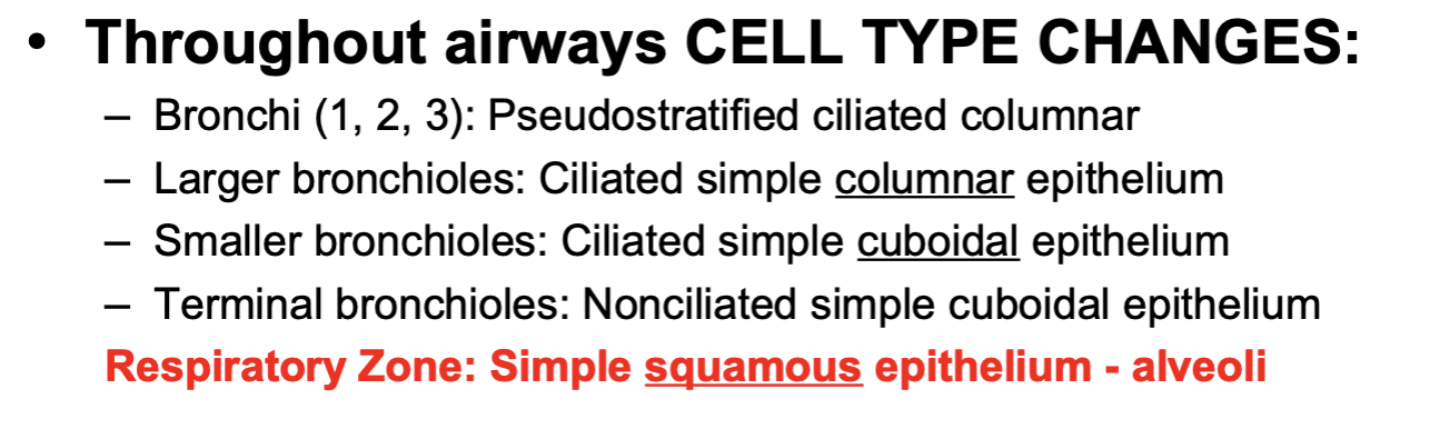 <p>pseudostratified ciliated columnar</p>