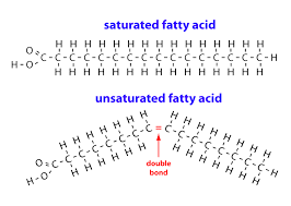 <p>Long-chain hydrocarbon with single covalent bonds in the carbon chain; the number of hydrogen atoms attached to the carbon skeleton is maximized</p>