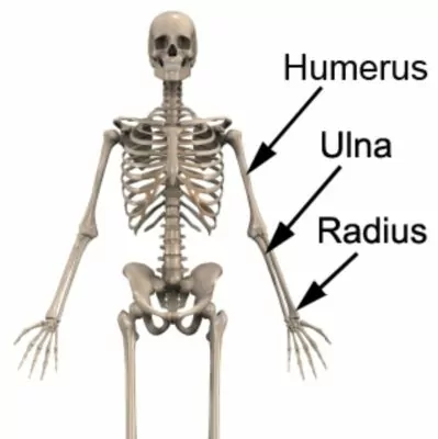 <p>Medial (pinky side) bone of the forearm.</p><p></p>