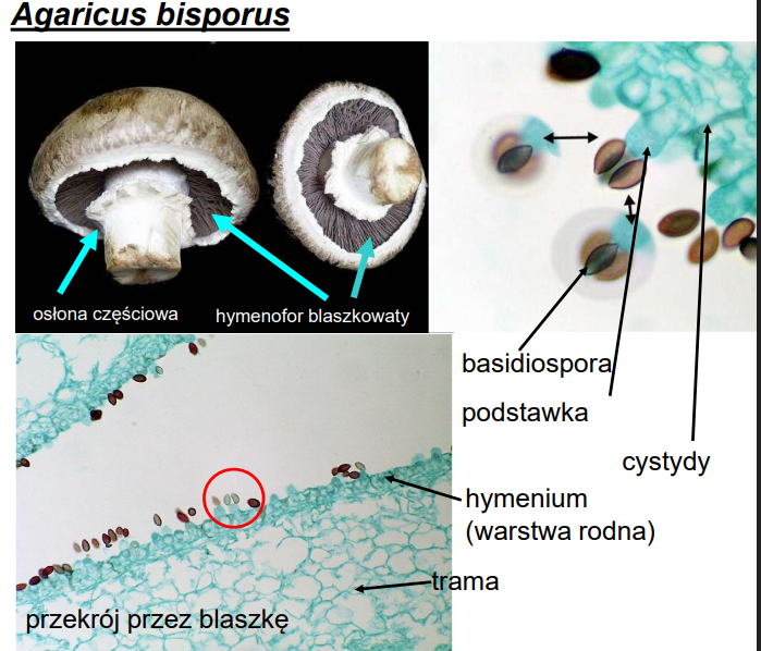 <p>-należy do Basidiomycota</p>