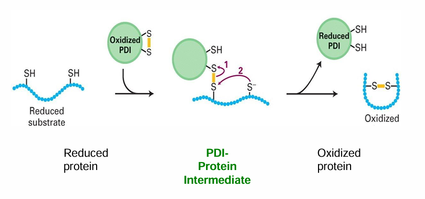 <ul><li><p>ER protein that promotes oxidation, thus promoting disulphide bridge formation&nbsp;</p></li><li><p>PDI can also correct inappropriate disulfide bridge formations</p></li><li><p>Forms an intermediate with 2 cysteine residues to accelerate rate of rxn&nbsp;</p></li><li><p>Steps:&nbsp;</p><ul><li><p>Oxidized PDI contains a disulfide bridge&nbsp;</p></li><li><p>PDI forms an intermediate with one cysteine residue&nbsp;</p></li><li><p>This facilitates the formation of an intramolecular cysteine bond&nbsp;</p></li><li><p>PDI is spontaneously converted back into the oxidized form bc of the oxidizing env of the ER luman&nbsp;</p></li></ul></li></ul><p></p>