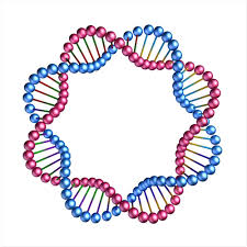 <p>Circular DNA refers to <strong><mark data-color="rgb(52, 69, 127)" style="background-color: rgb(52, 69, 127); color: inherit">DNA that forms a continuous loop, with no free ends</mark></strong>. It's a closed structure, unlike linear DNA, which has distinct ends. This type of DNA is commonly found in prokaryotic cells, as well as in the organelles of eukaryotic cells like mitochondria and chloroplasts.<span>&nbsp;</span></p>