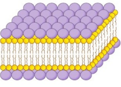 <p>What type of cell membrane model is shown? Who were the proponents of this model?</p>