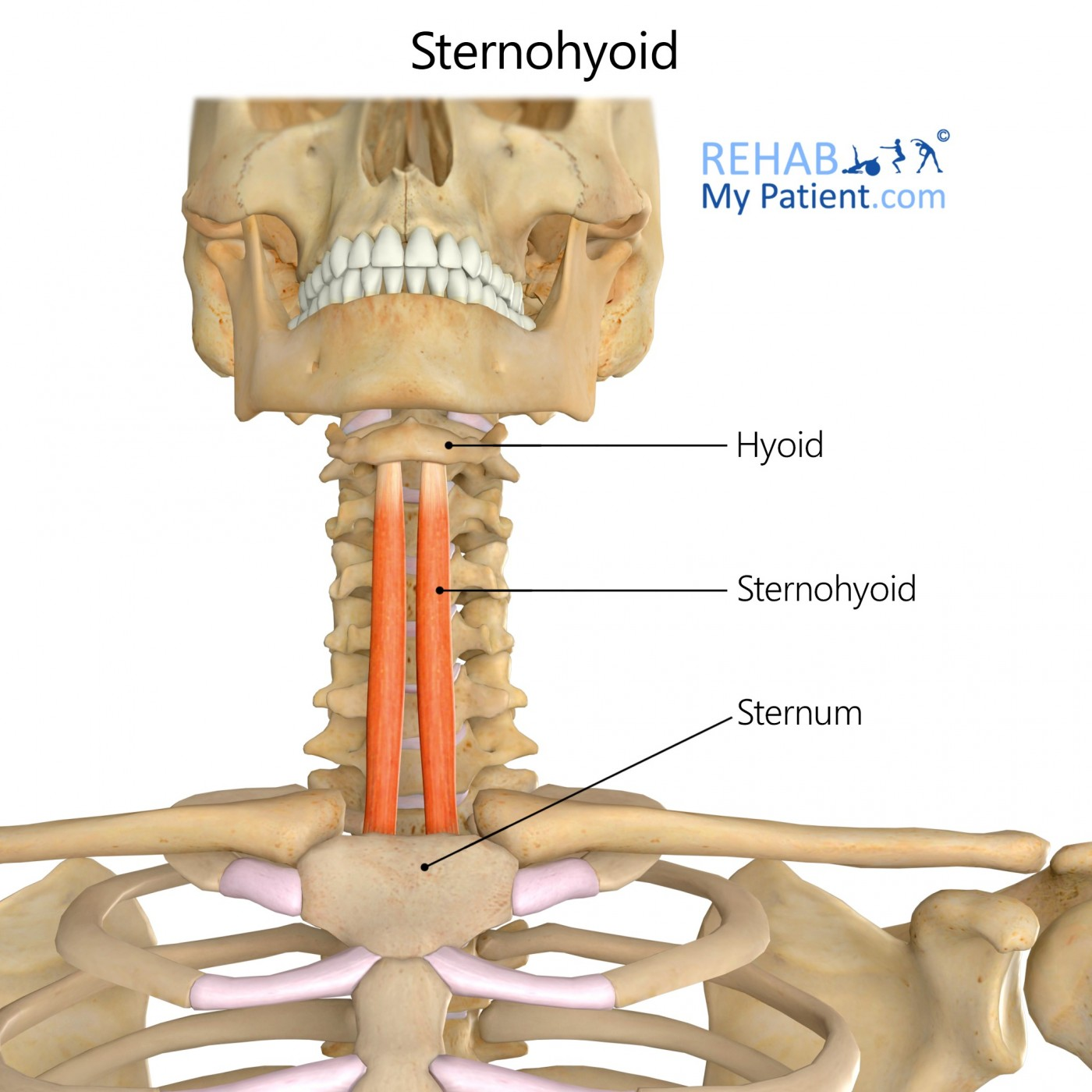 <p>O: Manubrium and clavicle </p><p>I: Hyoid</p><p>A: Depresses hyoid and larynx</p>