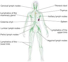 <p>Picks up fluid leaked from blood vessels. Includes lymph nodes. </p>