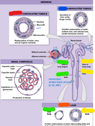 Loop of _____  (LOH) 
or ______ Loop
– Descending limb
– Ascending limb
– Both loops simple 
squamous epithelium
– Drained by vasa 
recta (orange) 