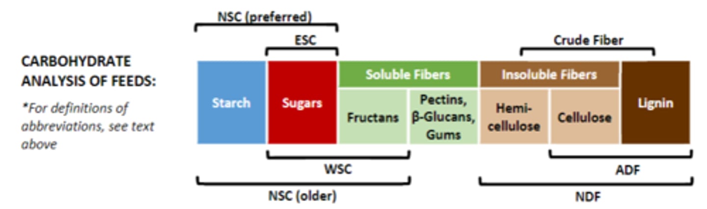<p>Water soluble carbohydrates = sugars + fructans</p><p>Ethanol soluable carbohydrates= sugars</p><p>To calculate total NSC:</p><p>Older method= NSC= starch + WSC</p><p>Preferred method = starch and ESC</p><p>know chart</p>