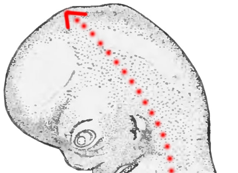 <p>Towards the head (often used in embryology).</p>