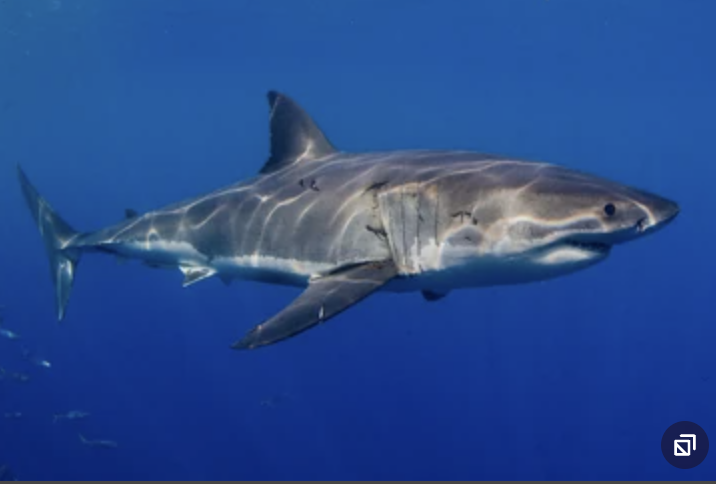 <p>mackerel sharks (great whites, mako sharks, thresher sharks, porbeagle, goblin sharks)</p><p></p><p>Key Traits:</p><ul><li><p>15 species</p></li><li><p>cosmopolitan marine, 2 dorsal fins without spines, large mouth, ovoviviparous&nbsp;</p></li></ul><p></p>