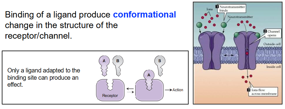 <ul><li><p class="">Channel responds to binding of specific molecule (ligand) on its surface</p></li><li><p class="">Ligand binding produces conformational change in receptor/channel structure</p></li><li><p class="">Only a ligand adapted to the binding site can produce an effect</p></li><li><p class="">e.g. Acetylcholine receptors</p><ul><li><p class="">Ligand-gated ion channels</p></li><li><p class="">Acetylcholine binds to the receptor</p></li><li><p class="">Channel opens, allowing ions (Na⁺, Ca²⁺) to enter</p></li><li><p class="">Triggers muscle contraction or nerve signal transmission</p></li><li><p class="">Channel closes after acetylcholine detaches</p></li></ul></li></ul><p></p>
