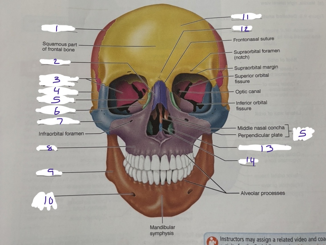 <p>11</p>
